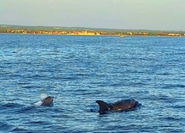 Pula: Boat Tour with Swimming and Snorkeling - The highlight: swimming and snorkeling in a hidden cave