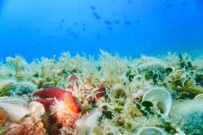 Pula Boat Trip with Snorkeling - What the Reviews Tell Us