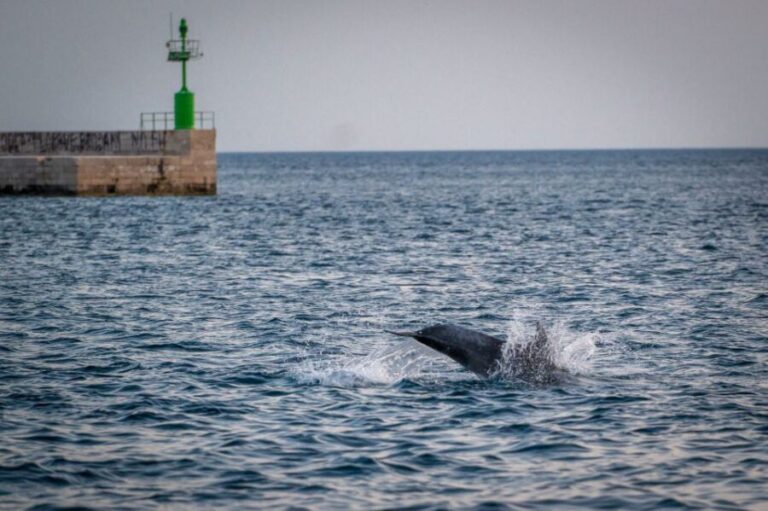 Pula: Brijuni National Park Sunset, Dolphins & Dinner Cruise - Setting Off from Pula: What You Can Expect