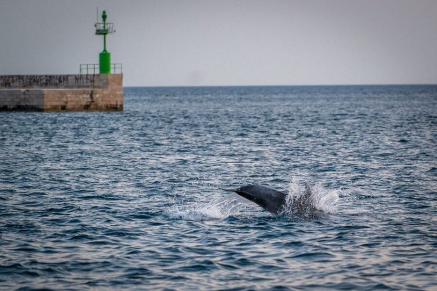 Pula: Brijuni National Park Sunset, Dolphins & Dinner Cruise