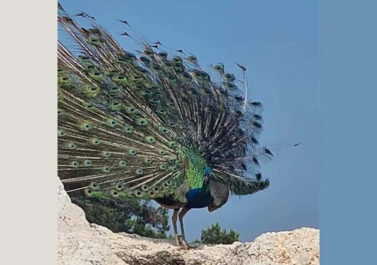 Pula: Brijuni National Park Tour with Island Visit - What’s Included and What to Consider