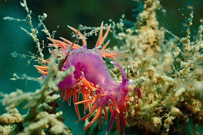 Pula Discover Scuba Diving Package - The Practical Side: What You Need to Know