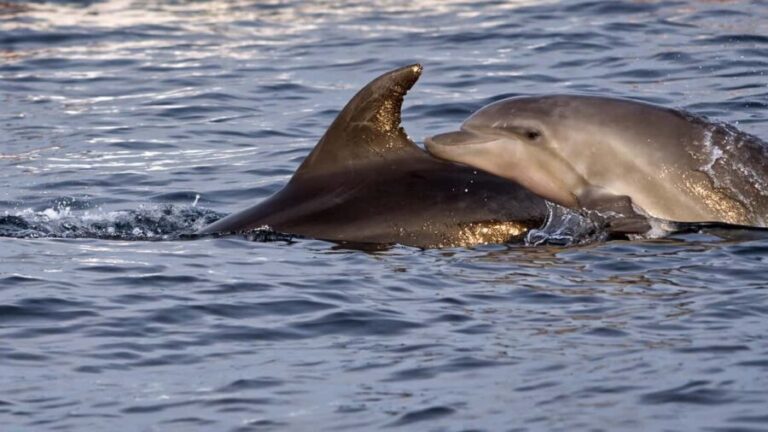 Pula Dolphin Watching Boat Trip - Who Will Love This Tour?