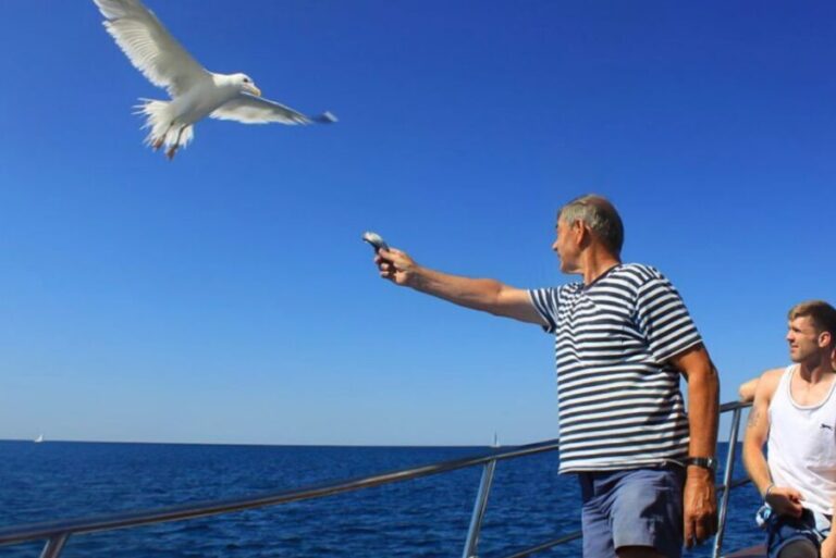 Pula: Dolphin Watching Sunset Cruise with Dinner & Drinks - Authenticity and Traveler Feedback: What People Are Saying