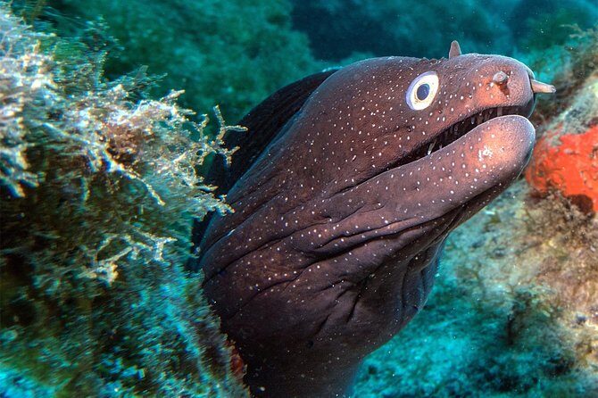 RECREATIONAL DIVE (certified divers only) : Explore Canarian Sealife - Who Should Choose This Tour?