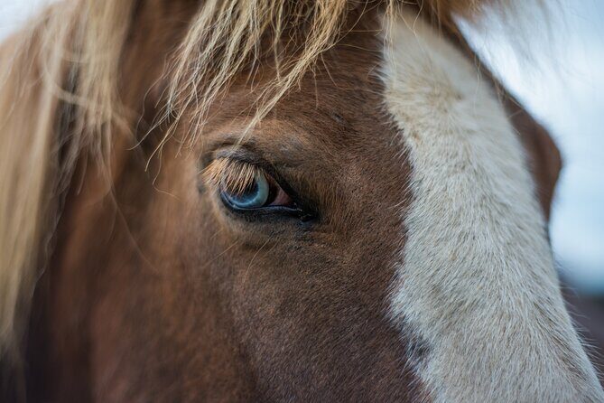 Red Lava Horse Riding Tour From Reykjavik - Who Should Consider This Tour?