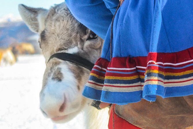 Reindeer visit, and Sami Culture Including Lunch from Tromso - What Makes This Tour Stand Out