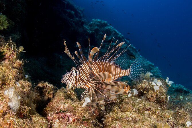 Research diving with a Marine Biologist in Crete - Final Thoughts: Is This Experience Worth It?