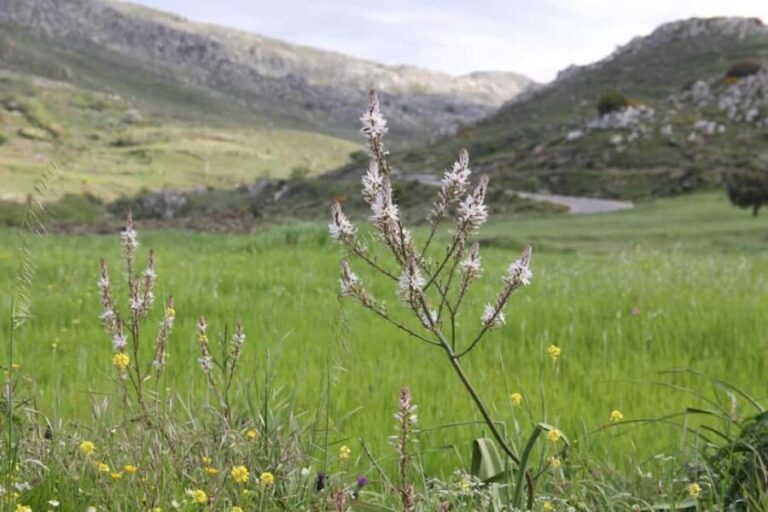 Rethymno: Private SUV Tour South Cretes Villages & Nature - The Practical Side: What’s Included and What to Bring