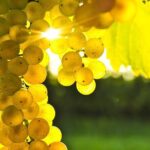 Rhodes Wine & Food Tour: 10 Meal Course Lunch, Wine Tasting, Cooking Class - Final Thoughts: Is It Worth It?