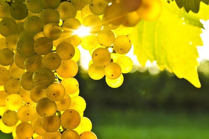 Rhodes Wine & Food Tour: 10 Meal Course Lunch, Wine Tasting, Cooking Class - Final Thoughts: Is It Worth It?