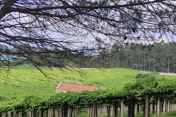 Rias Baixas PRIVATE Shore tour - An In-Depth Look at the Rias Baixas Private Tour