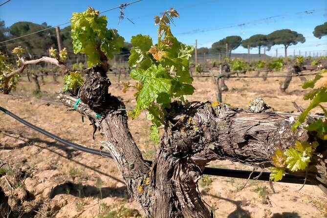 Ribera del Duero Tour: Three Wineries & Lunch from Madrid - What People Say About This Tour