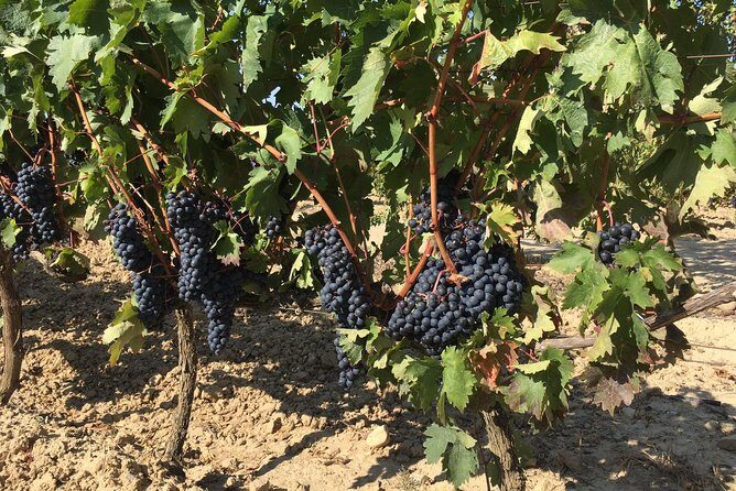 Rioja Wine Tour: 2 Wineries From Bilbao - Frequently Asked Questions