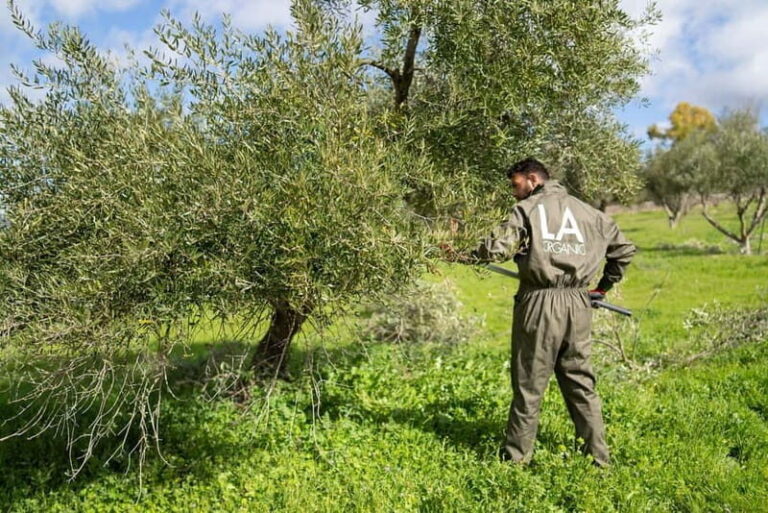 Ronda: LA Almazara LA Organic, Olive Oil Museum and Tasting - Who Should Consider This Tour?