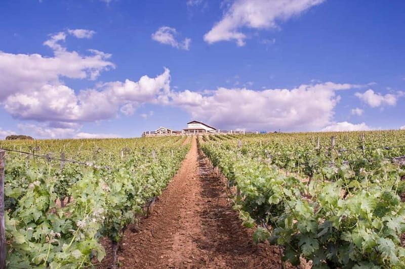 Ronda: Winery Tour with Wine Tasting and Tapas - Who Will Love This Tour?
