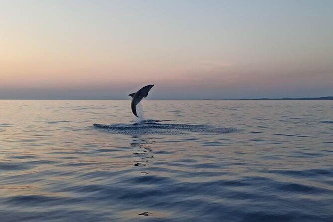 Rovinj Dolphins at Sunset & Island Swimming Speedboat Tour - Authentic Experiences and Authenticity of the Tour