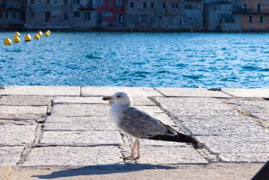 Rovinj: Guided Tour with Lunch & Transfer - The Value of This Experience