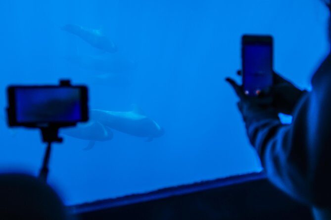 Royal Delfin - 2Hour Sustainable Dolphin & Whale Watching Mini Cruise - The Underwater Submarine Vision