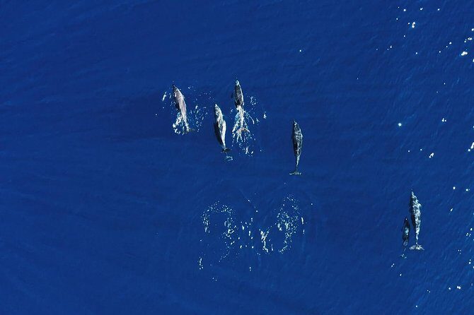 Royal Delfin 3H Dolphin & Whale Watching! Swimming & Lunch! - Final Thoughts