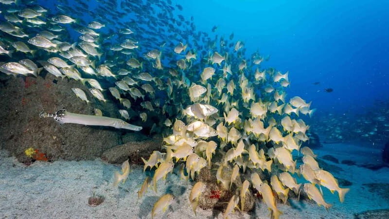 S Tenerife: Guided Boat Dive for Qualified Divers - Exploring Tenerife’s Underwater World