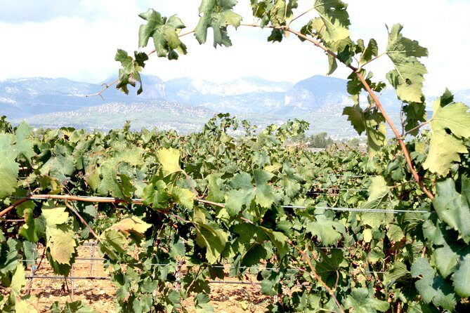 Sa Clasta Mallorca Wine Tours - The Itinerary: From Vineyards to Your Palate