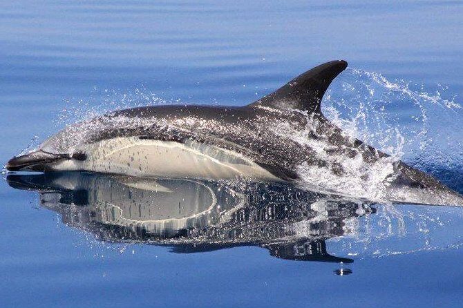 Safari & Boat Tour - Mountains & Dolphins - The Sum Up
