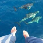 Sailing Boat-always private-always by sail-search for dolphins - A Close Look at the Private Sailing Adventure