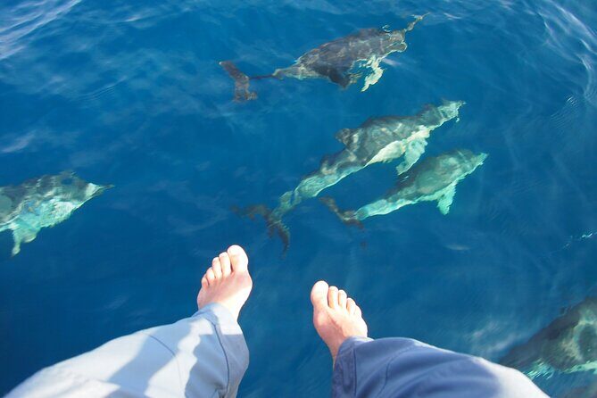 Sailing Boat-always private-always by sail-search for dolphins - A Close Look at the Private Sailing Adventure