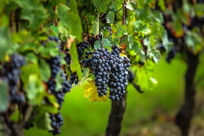 Saint Emilion Half-Day Trip with Wine Tasting & Winery Visit from Bordeaux - Practical Tips for Your Trip