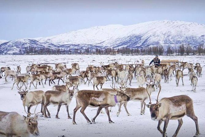 Sami Culture and Short Reindeer Sledding from Tromso - Who Will Love This Tour?