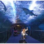 San Sebastian Aquarium Entry Ticket and City Walking Tour - A Closer Look at the Experience