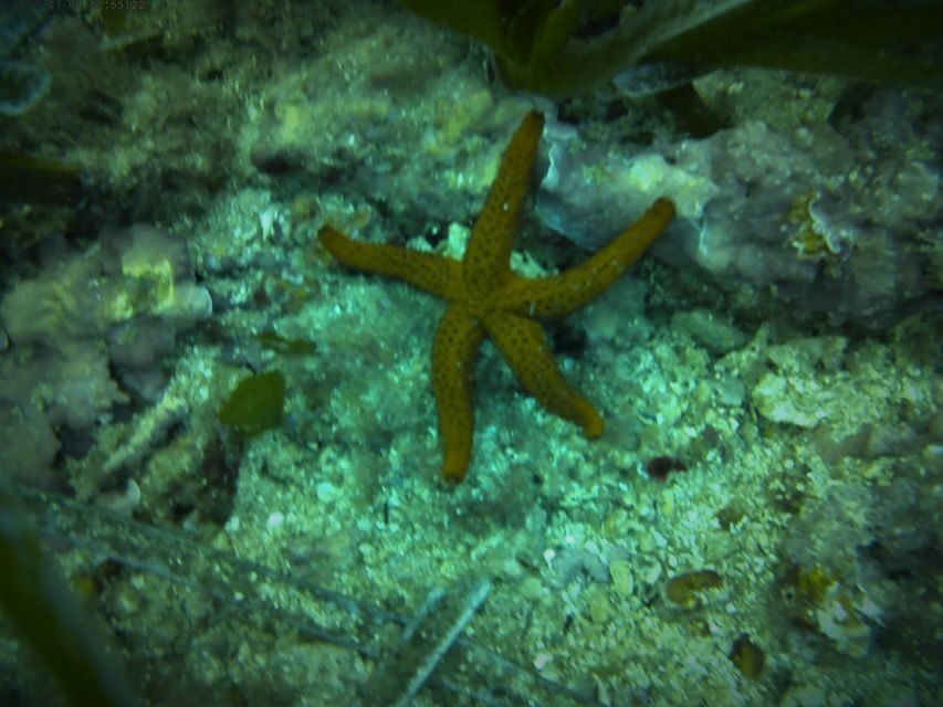 Santa Pola: 3-Hour Scuba Diving near Tabarca - The Experience: What to Expect