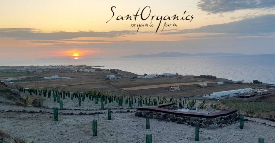 Santorini: Private Agri-Educational Visit to an Organic Farm - An In-Depth Look at the Organic Farm Tour