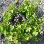 Santorini Wine Tasting & Food Pairing :Taste good life at Santorini - FAQ