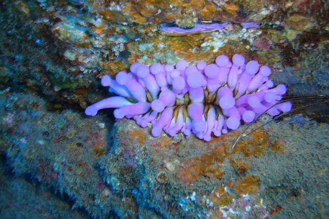 Scuba Dive excursion for Beginners in a Turtle Area - Who Will Love This Experience?