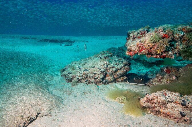 Scuba Diving Experience at Arguineguin and Puerto Rico - The Itinerary in Detail