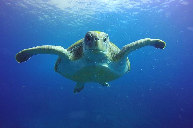 Scuba Diving for Certified Divers in Costa Adeje - The Dive Sites and Underwater Encounters