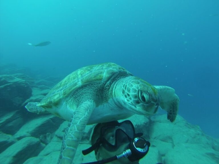 Scuba Diving trips for Certified Divers in Tenerife - What’s Included and What You Should Bring