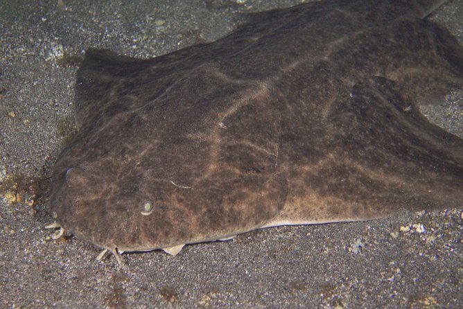 Scuba Night Dive on Tenerife - Authentic Reviews & Perspectives