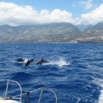 Seaborn Catamaran trips - An In-Depth Look at the Madeira Seaborn Catamaran Trip