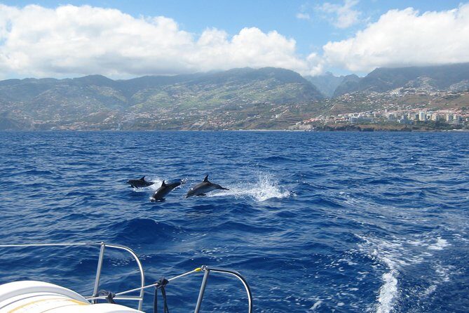 Seaborn Catamaran trips - An In-Depth Look at the Madeira Seaborn Catamaran Trip