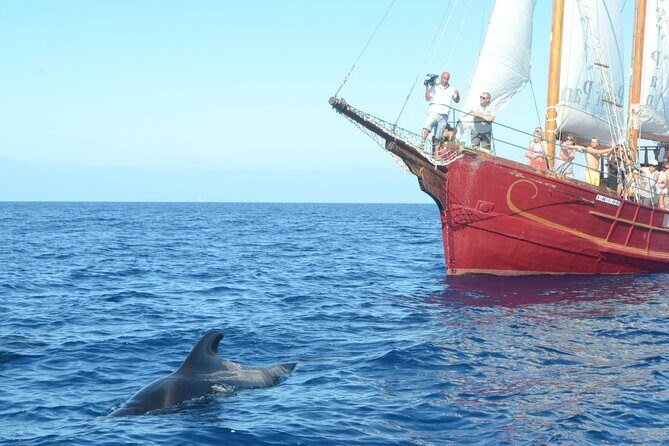 Sealife Dolphin & Whale Watching aboard Portuguese schooner - Authenticity, Value, and Who Should Consider This Tour
