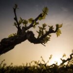 Semi Private Wine Tour of 2 wineries with Transfer and Lunch - Who Will Love This Tour?