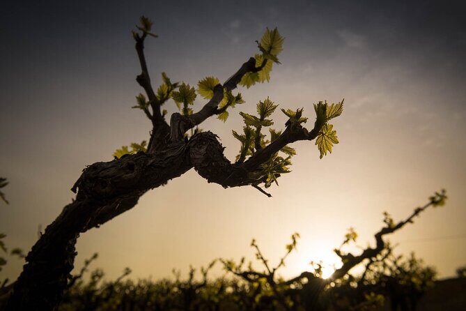 Semi Private Wine Tour of 2 wineries with Transfer and Lunch - Who Will Love This Tour?