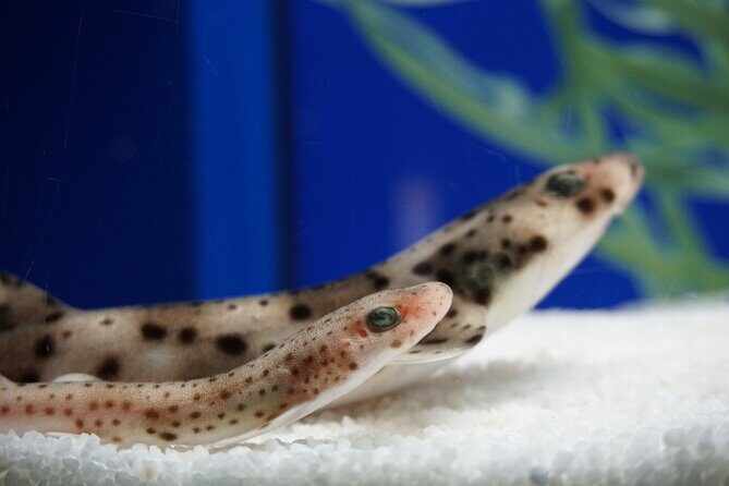 Seville Aquarium Admission Ticket - The Value of the Experience
