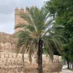 Seville: Guided Dutch Walking Tour with a Local - A Deep Dive into the Seville Guided Walking Tour