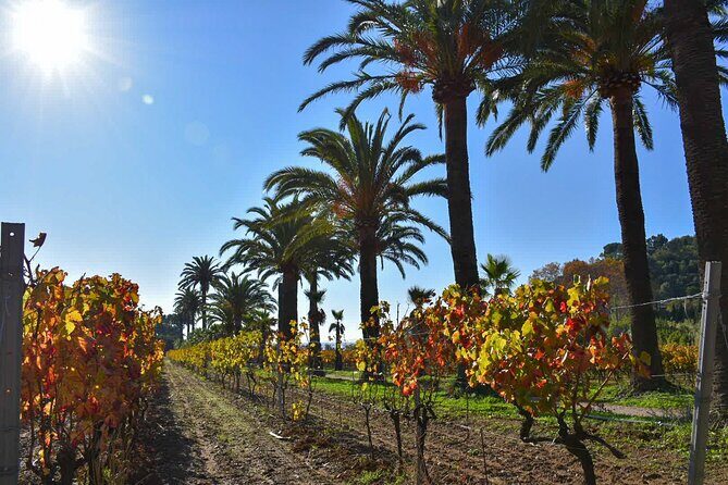 Shared Tour - Wine tour from Saint Tropez - The Sum Up: The Best This Tour Has to Offer