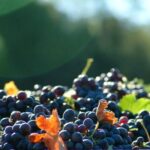 Short Day Tour around Aix en Provence and Wine Tasting - An In-Depth Look at the Experience