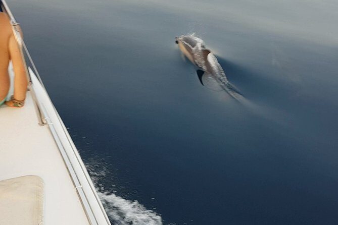 Sighting Dolphin Trip Estepona, Marbella - The Sum Up